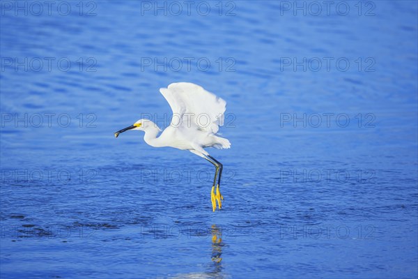 Snowy Egret