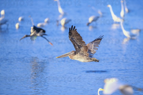 Brown pelican