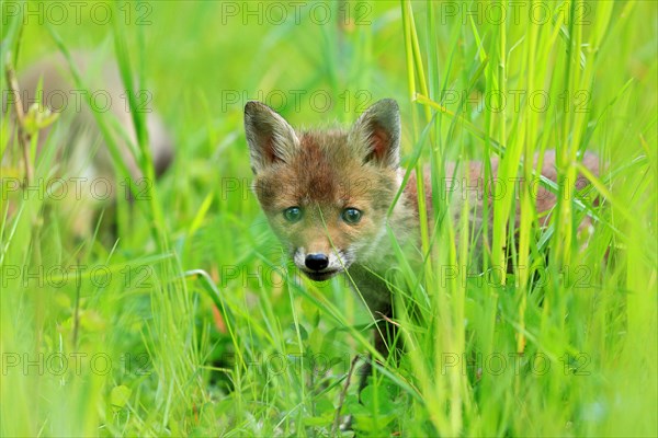 Red fox