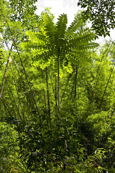 Tree fern