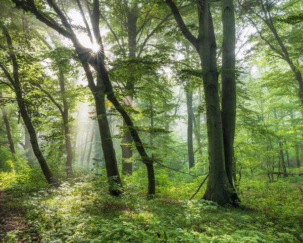 Natural old beech forest