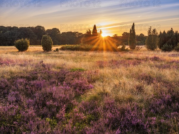 Typical heath landscape with flowering heather and juniper at sunset