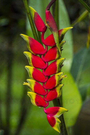 False bird-of-paradise