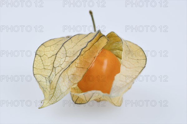 Physalis