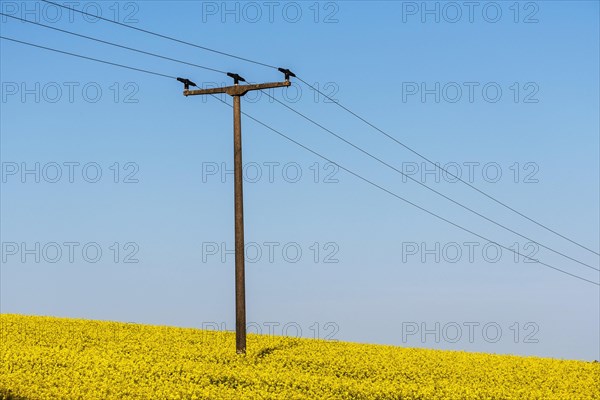 Old electricity pylon