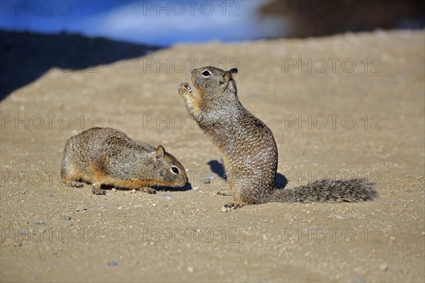 California Ground Squirrel