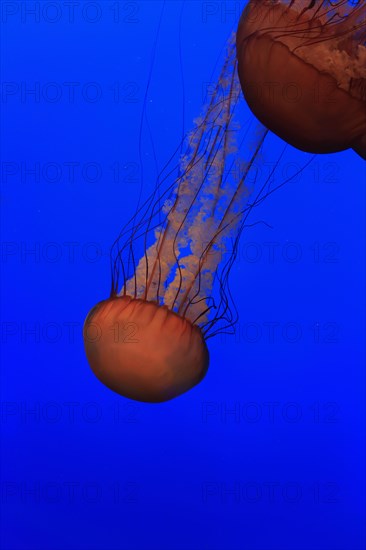 Sea Nettles