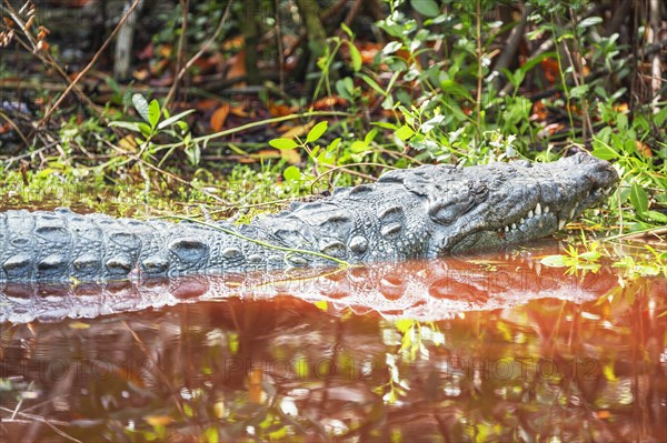 American alligator