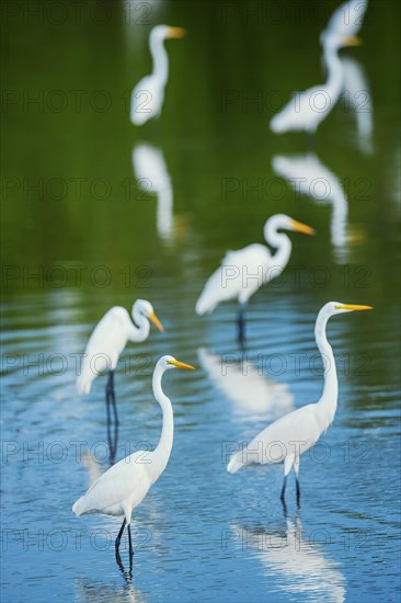 Great white egrets