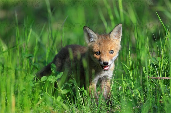 Red fox