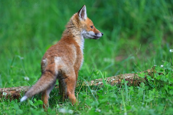 Red fox