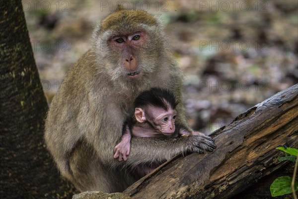 Long-tailed macaque