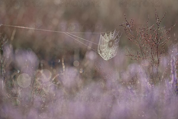 Spider's web with morning dew