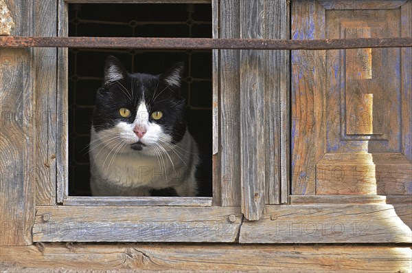Black and white cat looking out of glassless window