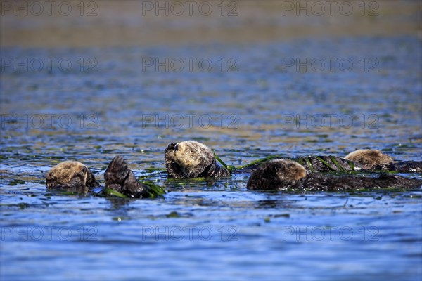 Sea Otter