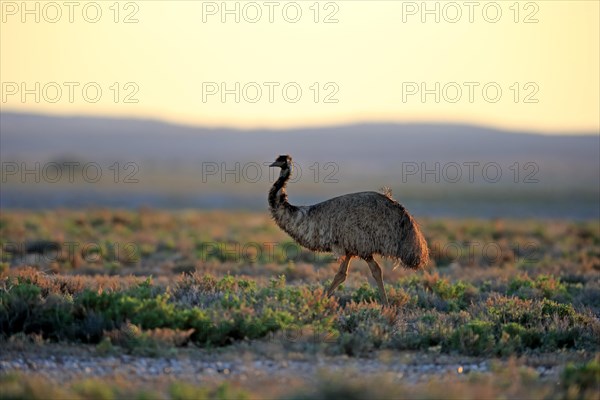 Emu