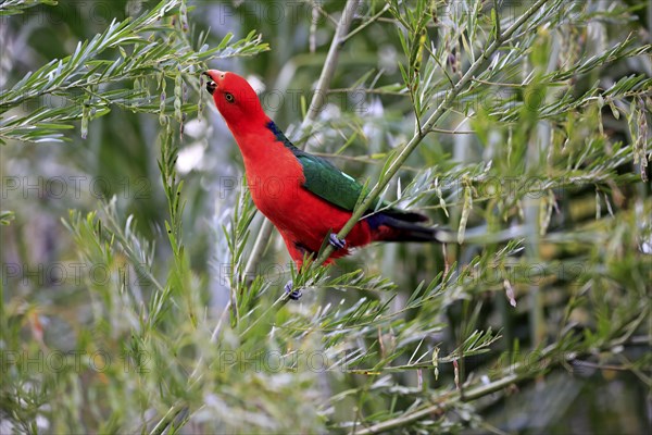 Australian king parrot