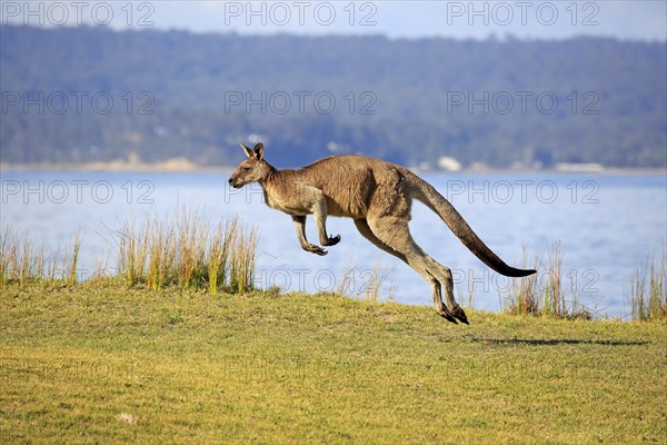 Eastern grey kangaroo