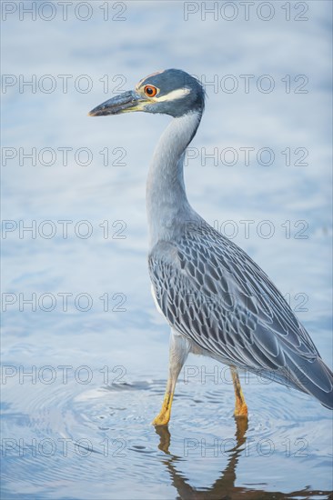 Yellow-crowned Night Heron