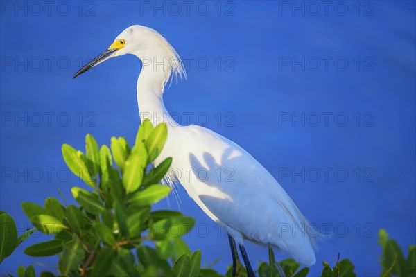 Snowy Egret