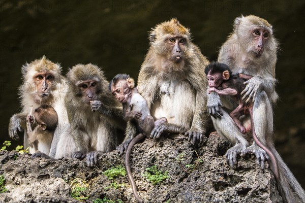 Long-tailed macaque