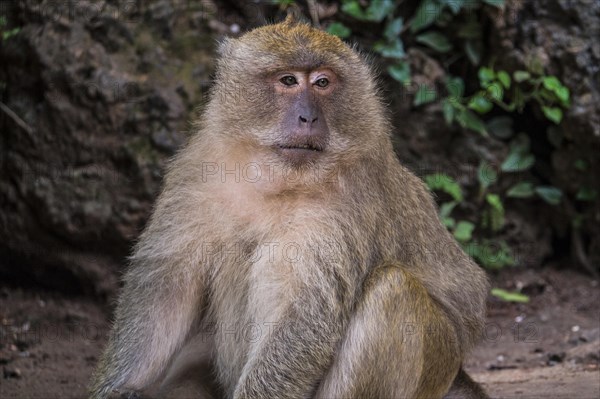 Long-tailed macaque