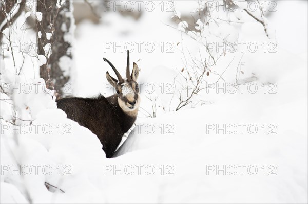Chamois
