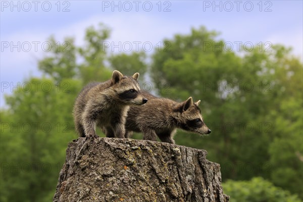 North American Raccoon