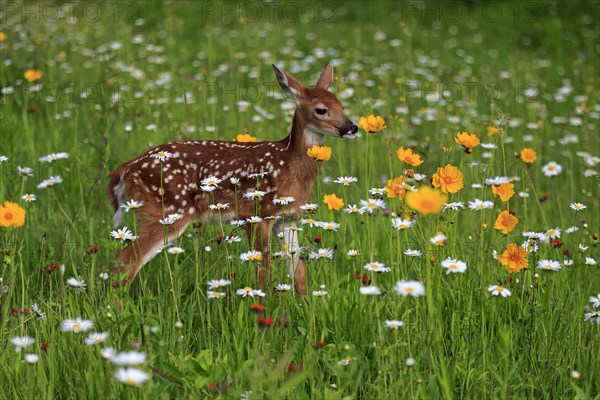 White-tailed deer