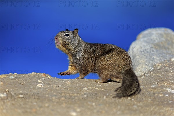 California Ground Squirrel