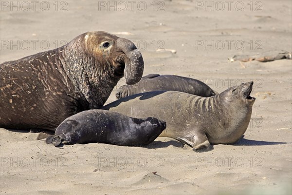 Northern Elephant Seal