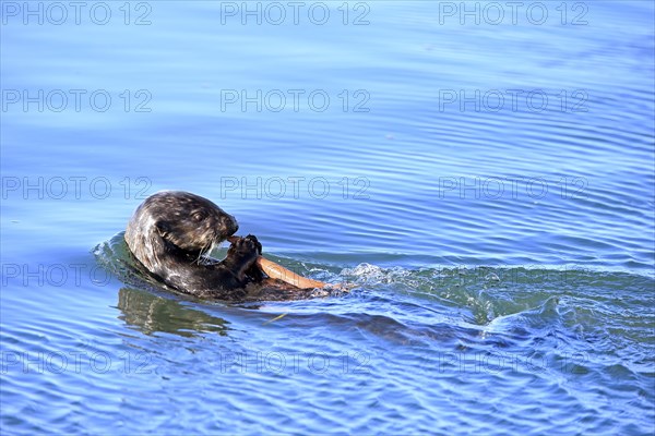 Sea Otter