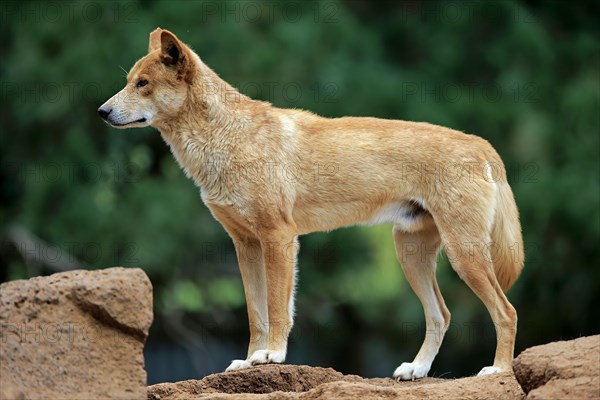 Dingo