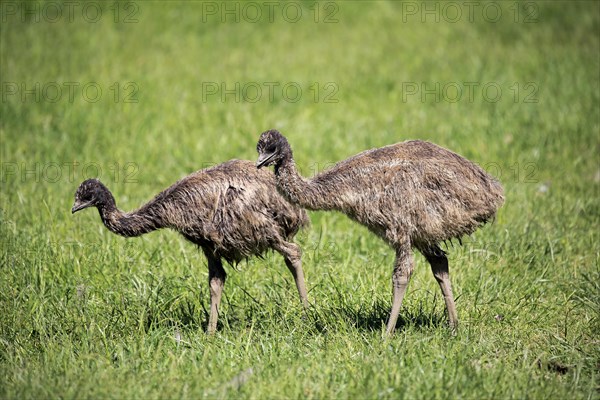 Emu