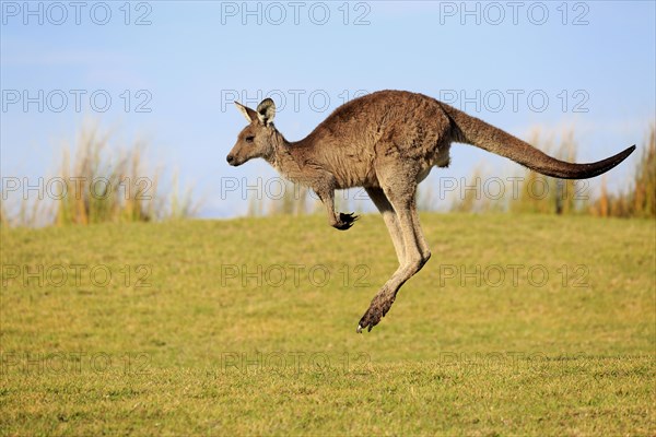 Eastern grey kangaroo