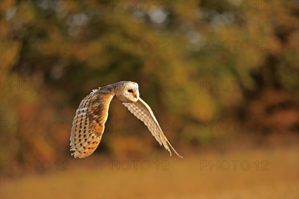 Barn Owl