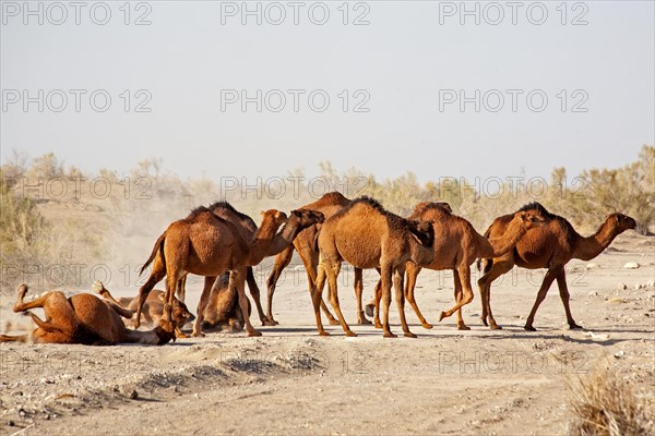 Dromedaries rolling in the sand