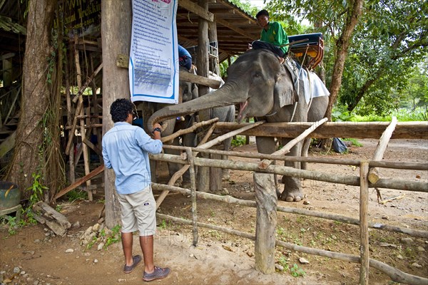 Elephant trek through the jungle/ elephant tour