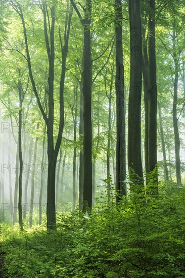 Natural old beech forest