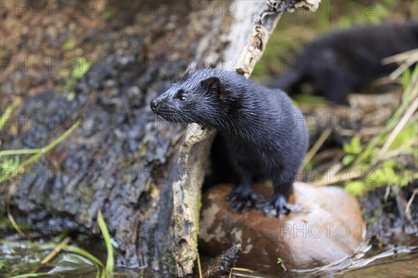 American Mink