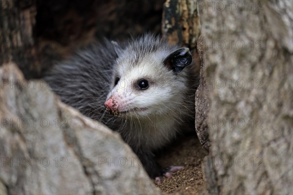 Virginia opossum