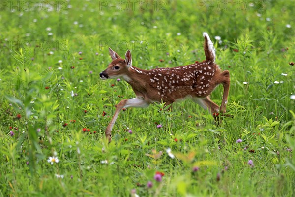 White-tailed deer