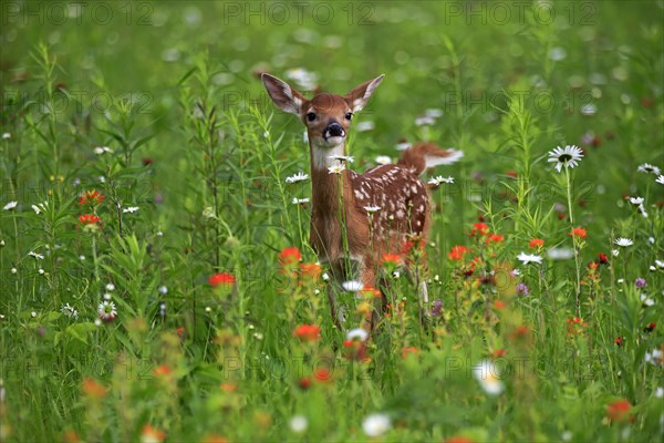 White tailed deer