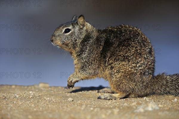 California Ground Squirrel