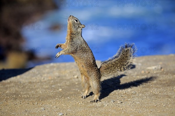 California Ground Squirrel