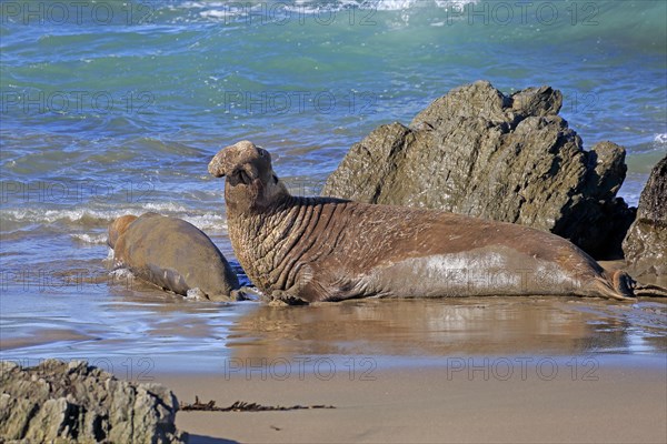 Northern Elephant Seal