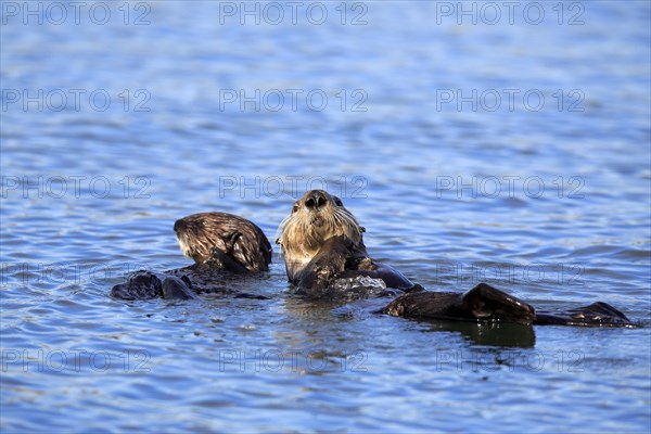 Sea Otter