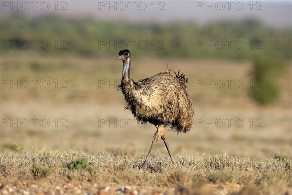 Emu