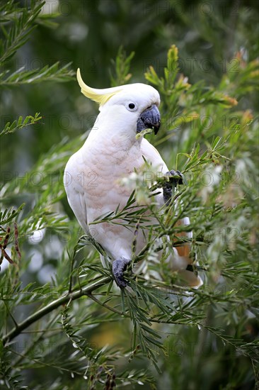 Sulphur-crested cockatoo