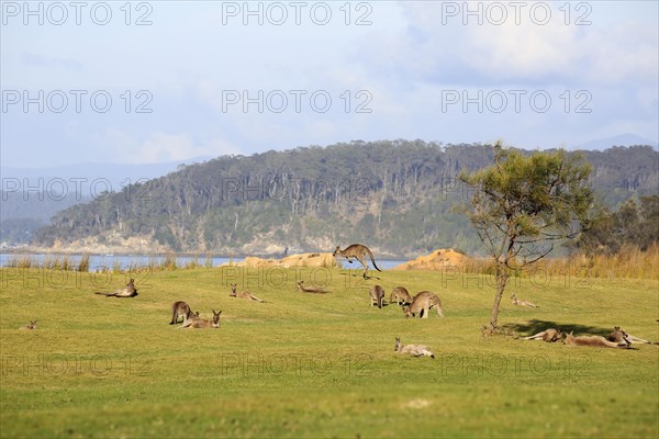 Eastern grey kangaroo